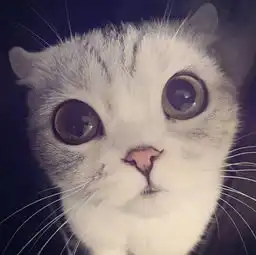 一只在ins圈粉35万的小猫猫,拥有世上最大的眼睛,让人忍不住揉腻他
