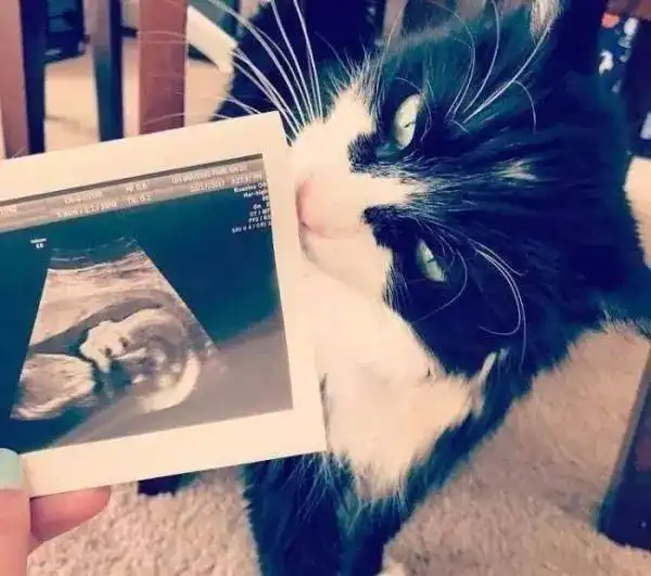 猫咪身穿与生俱来的礼服,出现在主人婚礼上,与主人一同走上红毯
