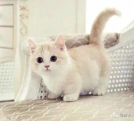 猫咪被女孩抱着亲,它全程表情惊讶第一次被女生亲,好紧张
