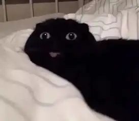 主人给猫咪拍照片,小家伙一伸舌头,网友这萌卖的有点过了
