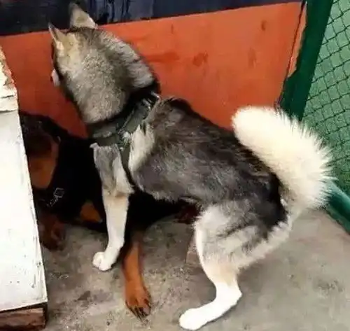 二哈强上大狼狗,居然生下一窝小奶狗,主人一看笑出了猪叫

