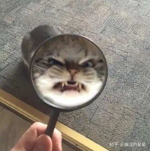 有没有那种抱着很凶的猫的动漫头像
