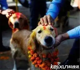 人与动物十大真爱事件盘点富婆与海豚举办婚礼
