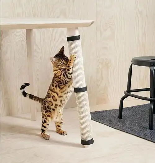 吸猫容易养猫难一年花费一万多
