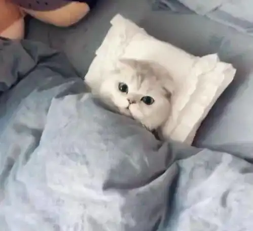 天气冷了之后,猫咪赖在床上不肯起床,看着主人我没事儿做
