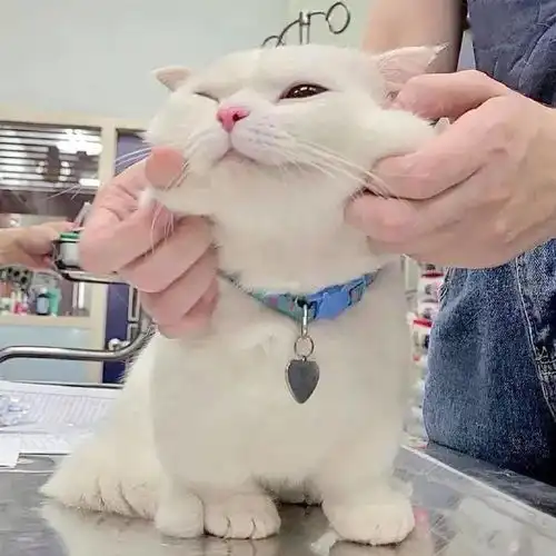 铲屎官在宠物医院公然撸猫,太令人羡慕了
