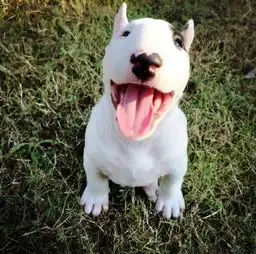 2018狗年犬系老公大分类,单身的可千万别找这个,哈哈哈哈哈哈哈
