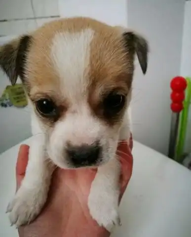 流浪小奶狗钻到车底取暖,却没意识到危险降临,幸亏男孩及时出现
