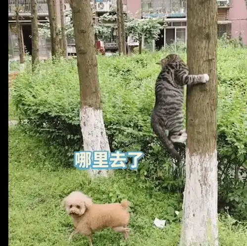 猫爬到了树上,狗在下面怎么也找不到这段我在猫和老鼠里看过
