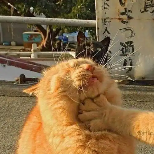 如何看待周扬青闺蜜爆料后,周扬青称没有这样的闺蜜
