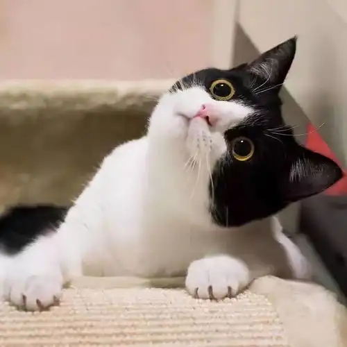 为什么越来越多人养奶牛猫网友养了之后就不想换猫了
