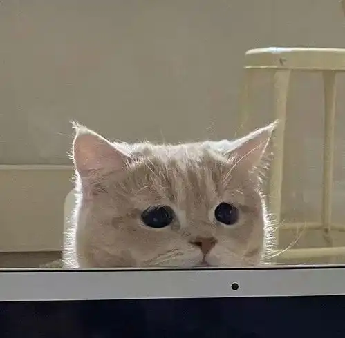 带动物的微信网名
