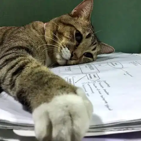 主人在做作业,猫非得趴在上面,这模样让人看后,笑屎了...
