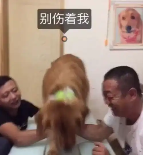 主人扳手劲,金毛在旁边激动的哦,这表情真的是一言难尽啊我精神支持你
