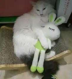 华懋宠物猫主子以为找到了失散很久的同伴,一看不得了
