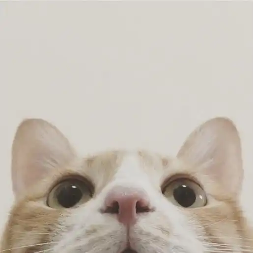 我想当一只你养的猫
