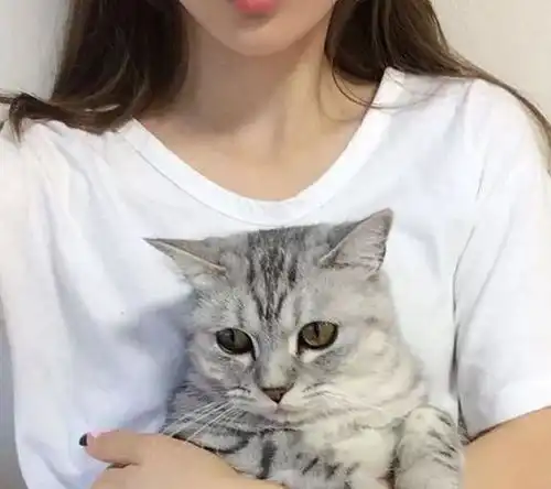 正确的抱猫姿势,难怪猫咪不让你抱,原来很多人都抱错了
