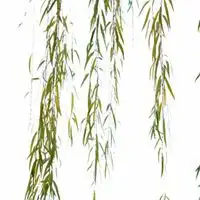 中老年人头像柳树微信头像图片大全
