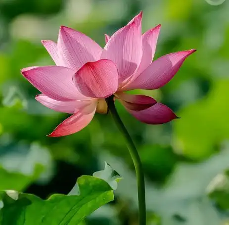 2月9号起鸿运当头,吉星傍身的生肖,招财聚财变容易,熬出了头
