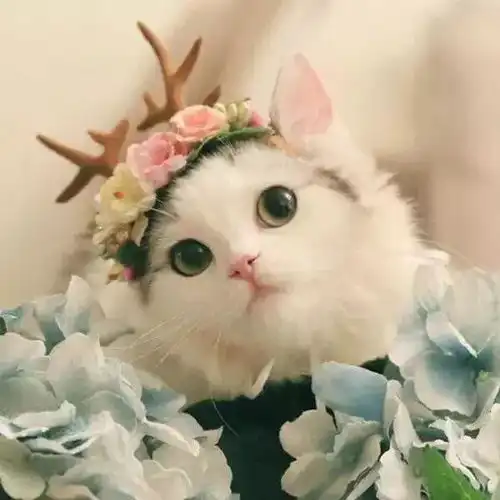 萌宠头像心有猛虎,也有小猫咪
