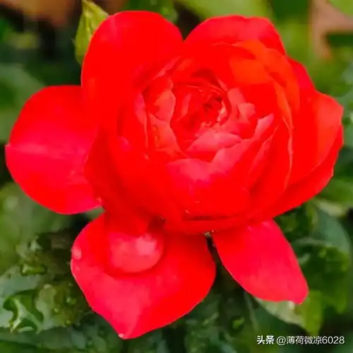 分享图片楚楚动人,粉嫩娇红,温婉迷人,富贵吉祥的月季花
