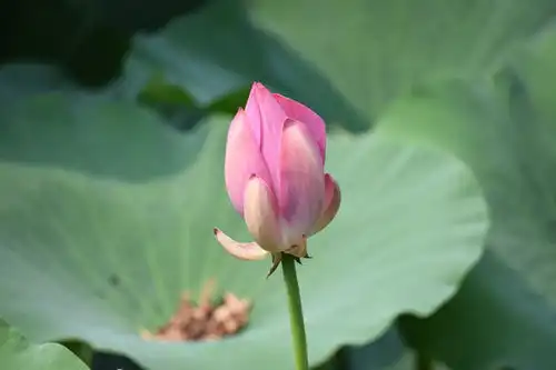 12生肖中,孝顺贤惠,好运不断,家宅安康的4大生肖

