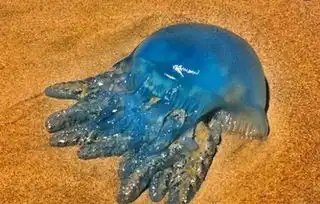 继兔子后,又一物种在澳大利亚泛滥,这下连中国游客都束手无策了
