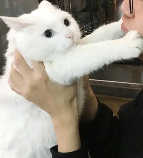猫咪把你当奴隶的几个表现,它认为自己才是主子
