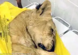 女子带狮子上火车引恐慌曾谎称是家猫图
