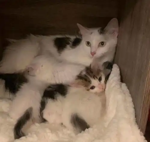 女孩回老家捉流浪猫,只捉到6只小猫,母猫却偷偷坐她车来找小猫
