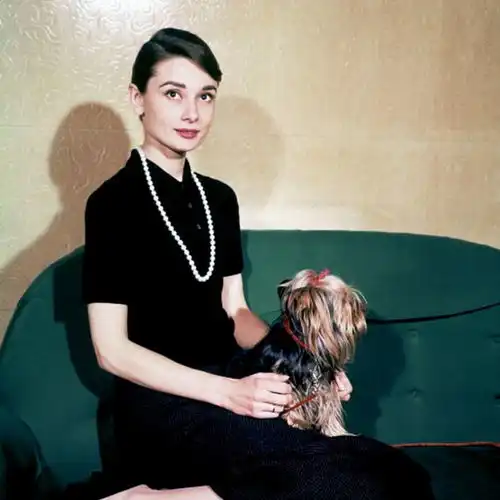 坠落凡尘的奥黛丽赫本,把自己的后半生都奉献给了小天使们,可敬
