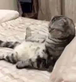 可爱保加利亚猫咪坐床上看电视拒绝被打扰
