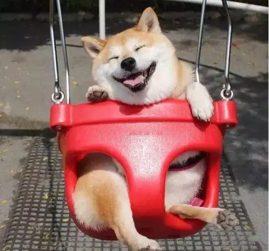 能拍出这样照片的人,内心一定很柔软
