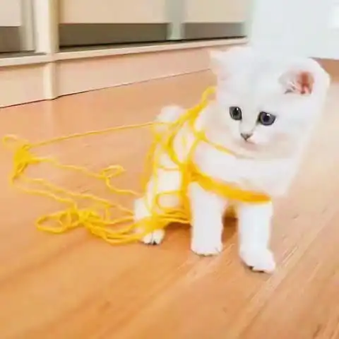 主人叫猫咪吃饭,很久都没有回应,推门一看,忍不住笑了原来腾讯网
