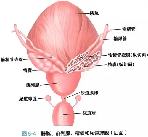 解剖学高清图谱男性生殖系统
