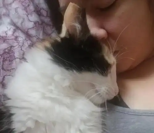 三花猫信任女孩,还把小猫送上门,有幸躲过暴风雨
