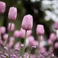 好看的微信花草图片微信头像图片大全
