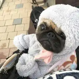 巴哥犬头像我很丑,但我绝对是丑的最可爱的那一个
