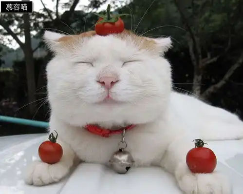 猫咪喵星人自带带粉力量,连王思聪与papi酱等明星也想借力吸粉
