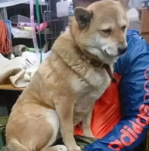 看到陪自己卖菜的大黄狗很困,抱在怀中,狗狗来生还认你当主人
