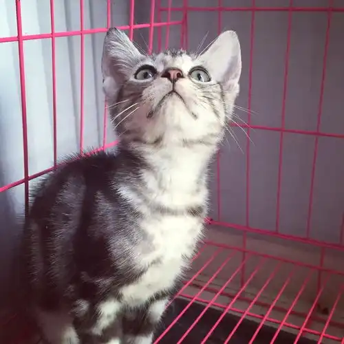 猫舍出身的猫性格上会比领养和捡来的猫有很大的优势么

