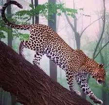 刘嘉玲游非洲近距离拍狮子猎豹显胆大
