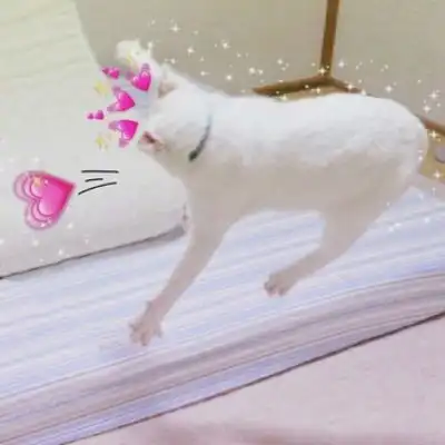 可爱又萌的小猫咪来了,动物搞笑情侣头像
