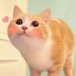 猫咪可爱头像喵你的礼物已驾到
