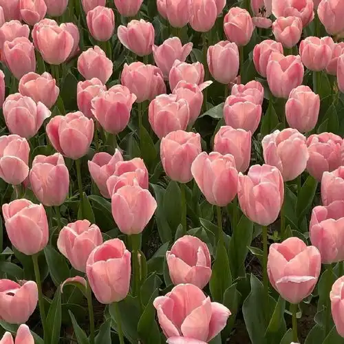 微信背景图杂温柔干净
