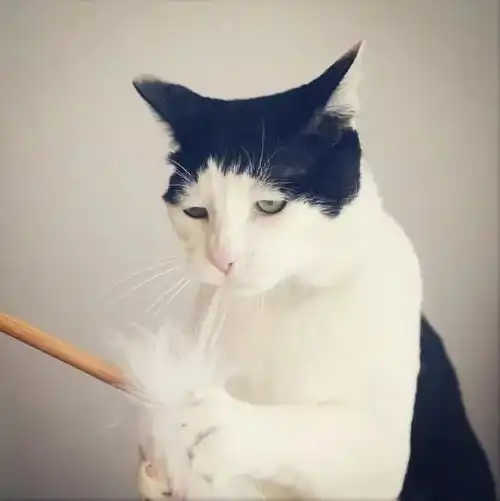 一只致郁系奶牛喵pancho,满脸都是一个大写的丧
