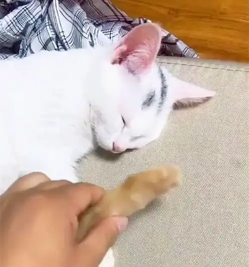 猫咪正在睡觉,突然闻到一股熟悉的味道,立即捂脸还是那个味
