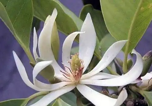 八月买盆白兰花吧,4个步骤做好后,满家兰花香,花期持续到9月底
