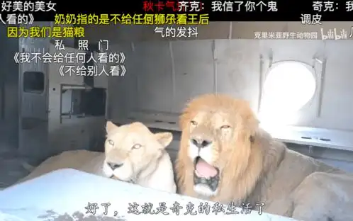 看狮子谈恋爱,比看甜宠偶像剧还爽
