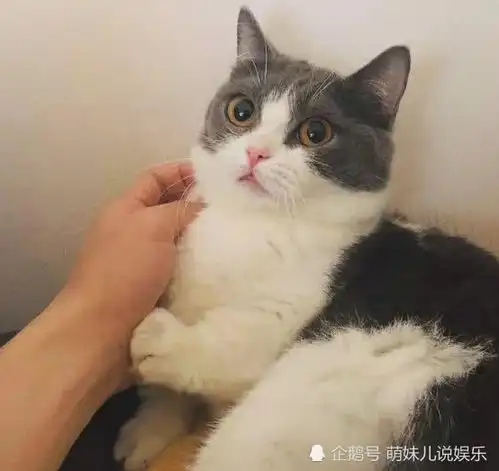 杨幂的闺蜜有哪些爱猫的明星有哪些
